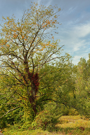 Uxbridge Trail (beside Rona) Sept 21/2021