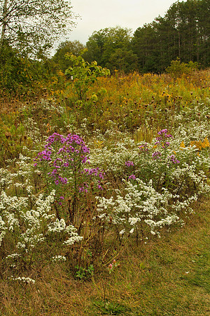 Uxbridge Trail (beside Rona) Sept 21/2021