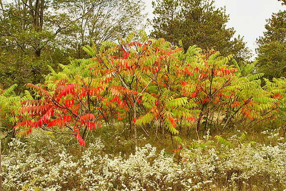 Uxbridge Trail (beside Rona) Sept 21/2021