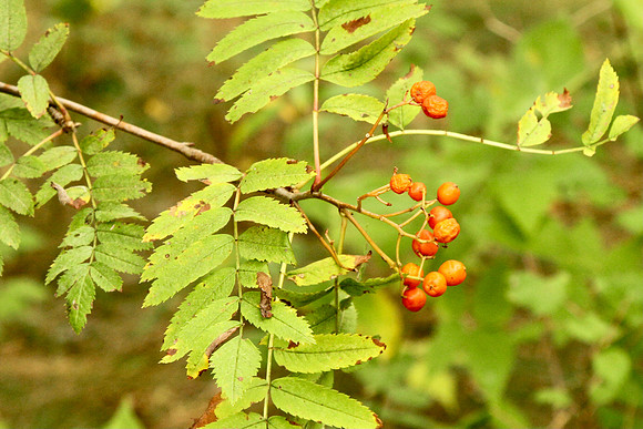 Uxbridge Trail (beside Rona) Sept 21/2021
