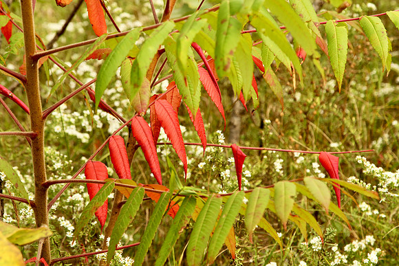 Uxbridge Trail (beside Rona) Sept 21/2021