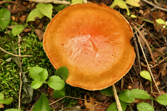 Uxbridge Trail (beside Rona) Sept 21/2021