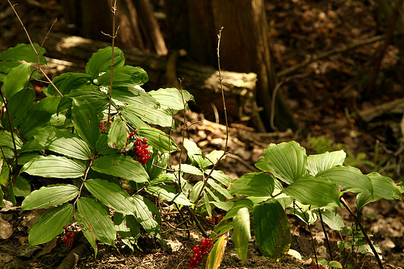 Uxbridge Trail (beside Rona) Sept 21/2021