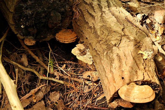 Uxbridge Trail (beside Rona) Sept 21/2021