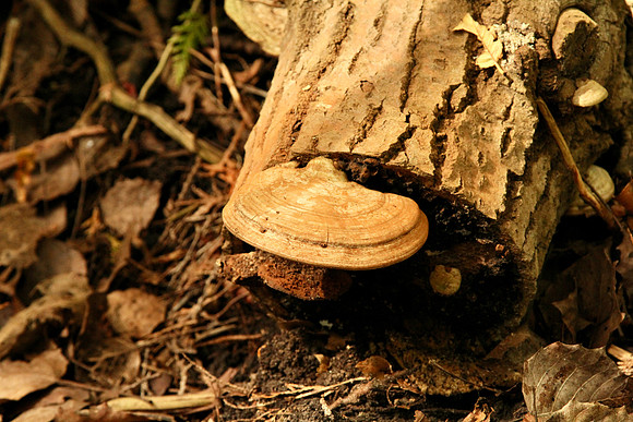 Uxbridge Trail (beside Rona) Sept 21/2021
