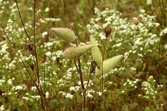 Uxbridge Trail (beside Rona) Sept 21/2021