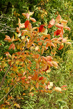 Uxbridge Trail (beside Rona) Sept 21/2021