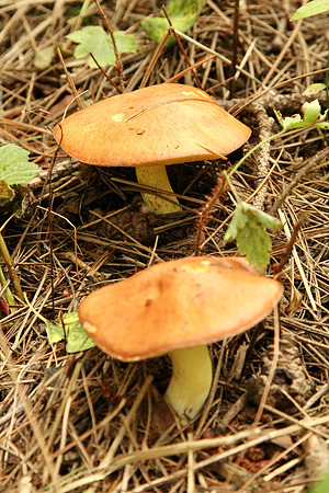 Uxbridge Trail (beside Rona) Sept 21/2021