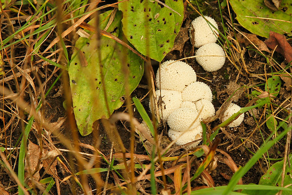 Uxbridge Trail (beside Rona) Sept 21/2021