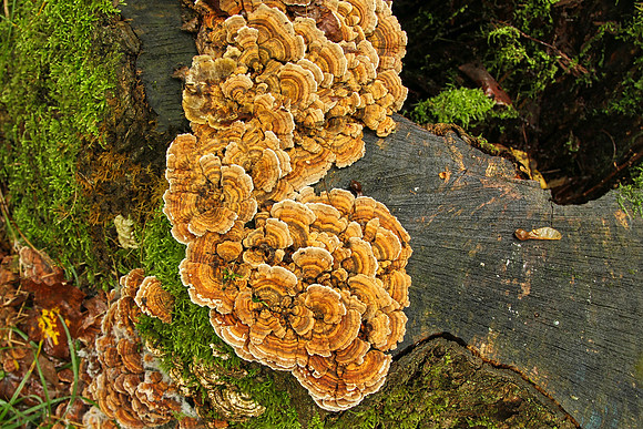 Hollidge Tract Oct 5/21