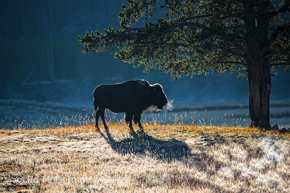 Bison in Dawn Light