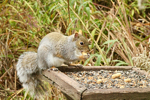 Lynde Shores Oct 27/2020
