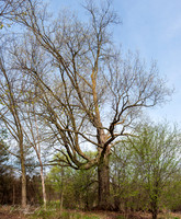 Bur Oak Tree