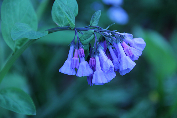 Virginia Bluebells