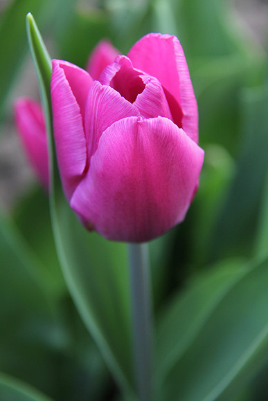 Pink Tulip