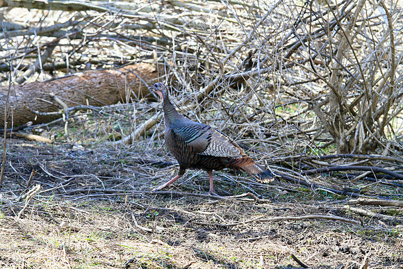 Lynde Shores Apr 19/2022