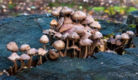 Gill Fungi Group