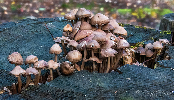 Gill Fungi Group