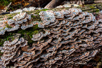 Bracket Fungi Group