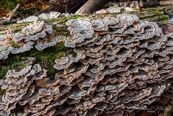 Bracket Fungi Group