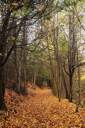 Pefferlaw Creek Farms Oct 20/2020