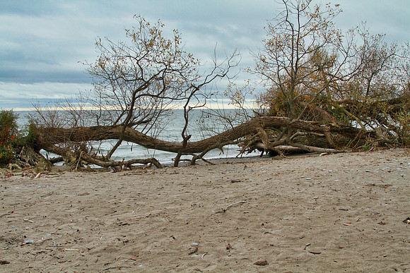 Lynde Shores Oct 27/2020
