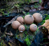 Puff Balls