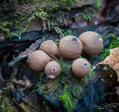 Puff Balls