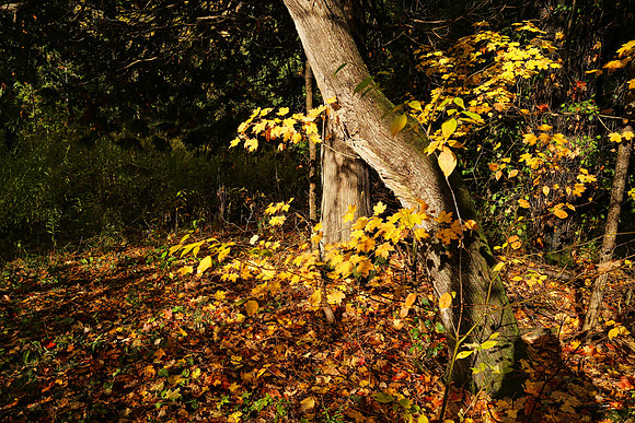 Pefferlaw Creek Farms Oct 20/2020