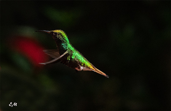 Coppery Headed Emerald Hummingbird