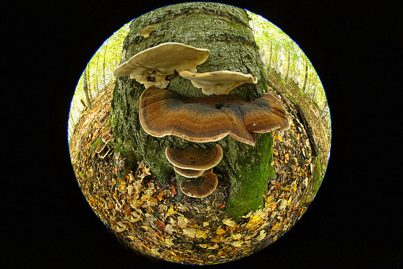 Purple Woods Conservation Area Oct 12/2021
