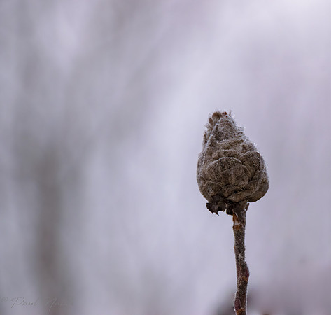 Asleep for Winter