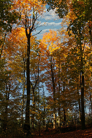 Purple Woods Conservation Area Oct 13/2020
