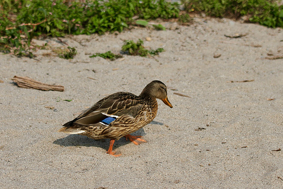 Lynde Shores Sept 15/2020