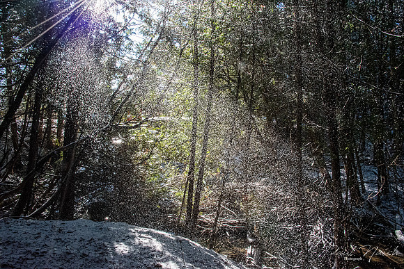 Snow knocked off branches by the wind