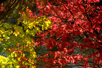 Fall Colours