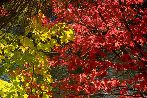 Fall Colours