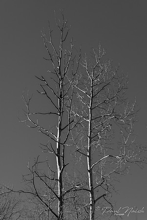 Barkless Trees
