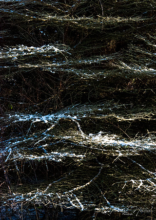 Tree Texture