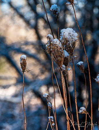 Seed pods