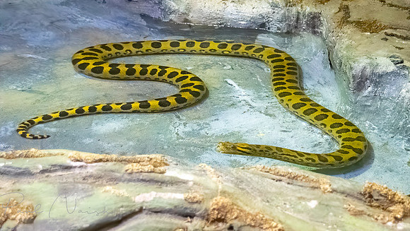 Snake2