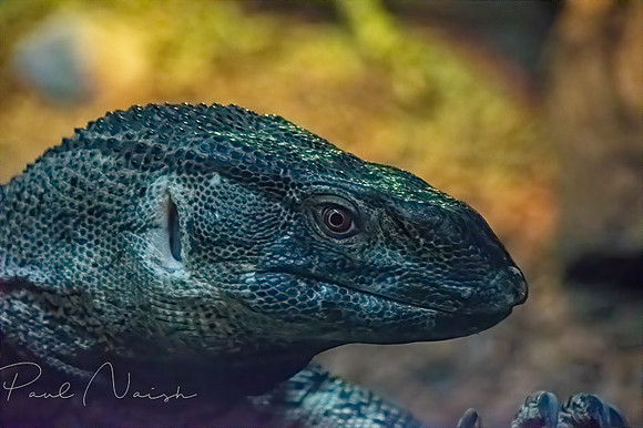 Black Throated Monitor
