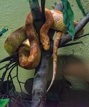 Corn Snake