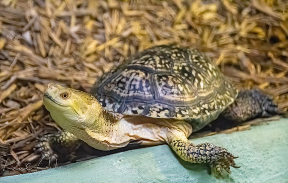 Blanding's Turtle