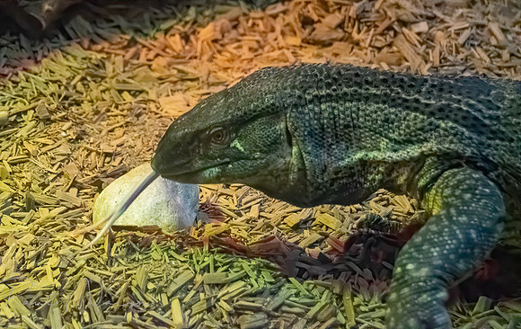 Black Throated Monitor
