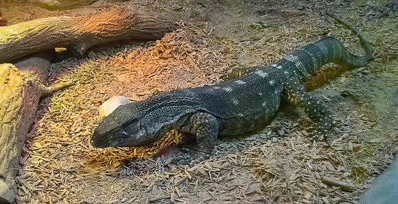 Black Throated Monitor