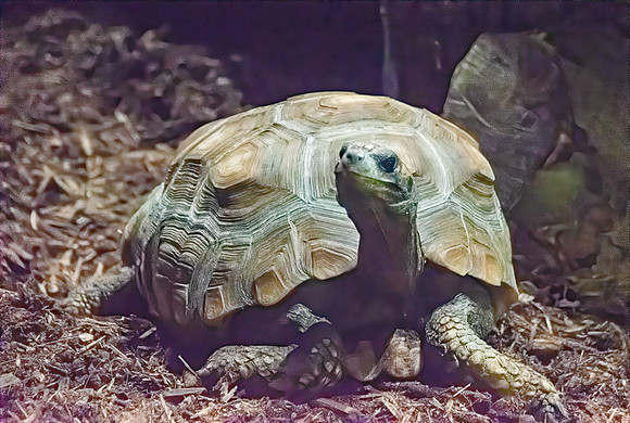 Red Footed Tortoise