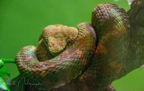 Eyelash Viper