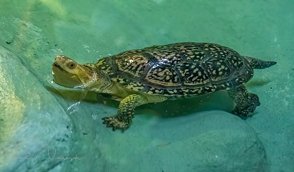 Blanding Turtle