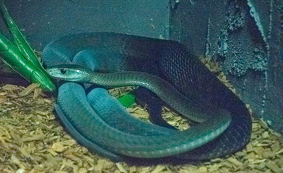 Snake???